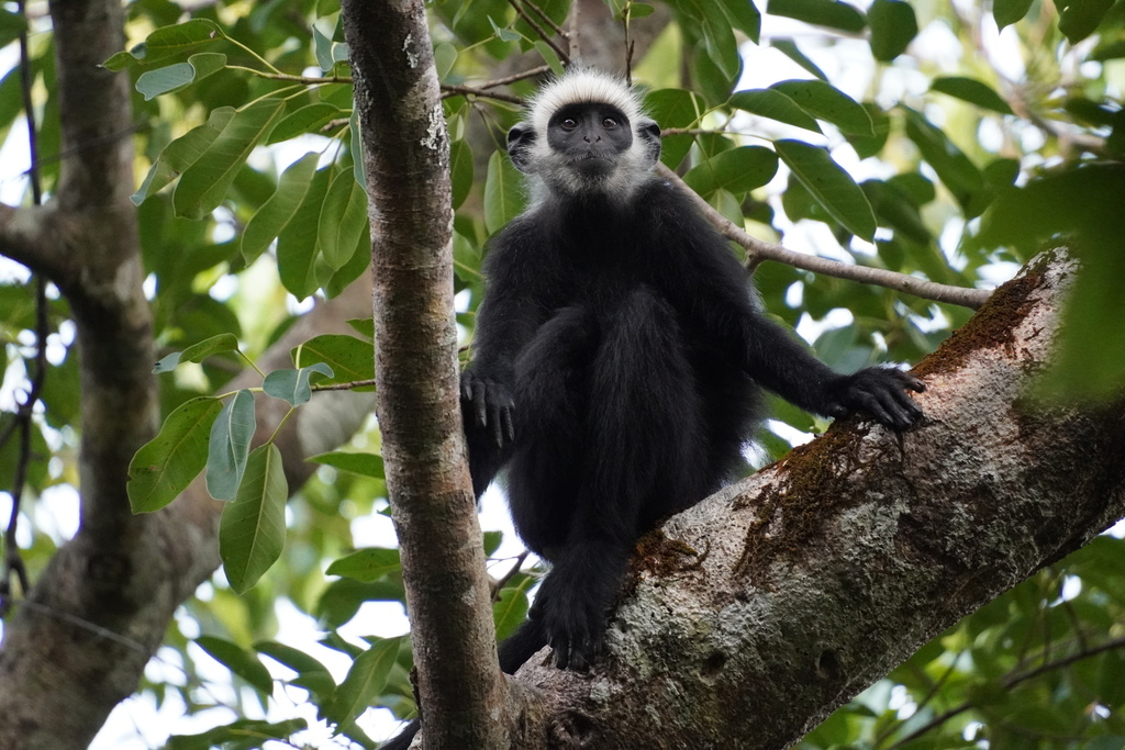 Laotian Lutung (Trachypithecus laotum)