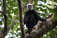 Laotian Langur photo 1