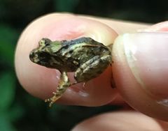 Craugastor megacephalus