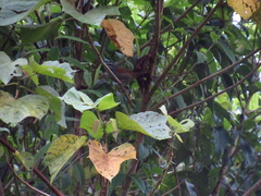 Pheugopedius mystacalis