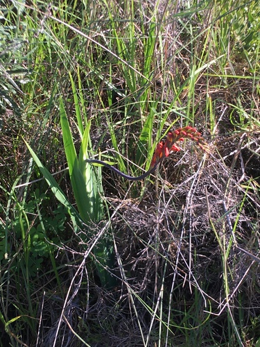 Cobra lily (Chasmanthe aethiopica)