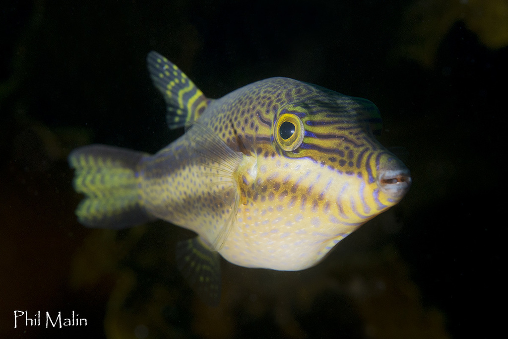 Clown toado (Canthigaster callisterna) — Tetraodontidae