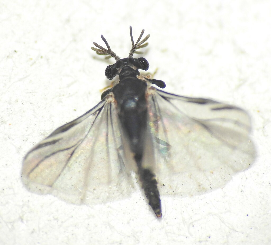 Coriophagus