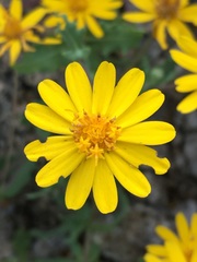 Melampodium sinuatum