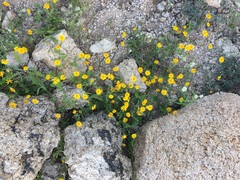 Melampodium sinuatum