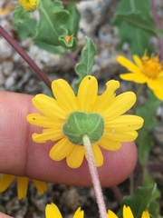 Melampodium sinuatum
