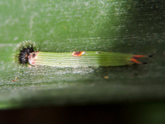 Dynastor darius stygianus