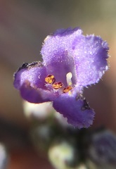 Hyptis collina