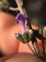 Hyptis collina