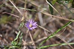 Symphyotrichum pratense