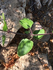 Hyptis collina