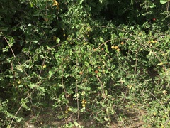 Malpighia diversifolia