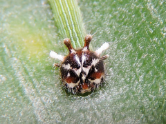 Dynastor darius stygianus