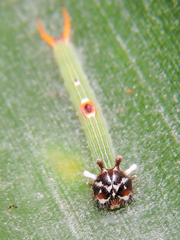 Dynastor darius stygianus