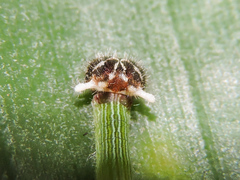 Dynastor darius stygianus