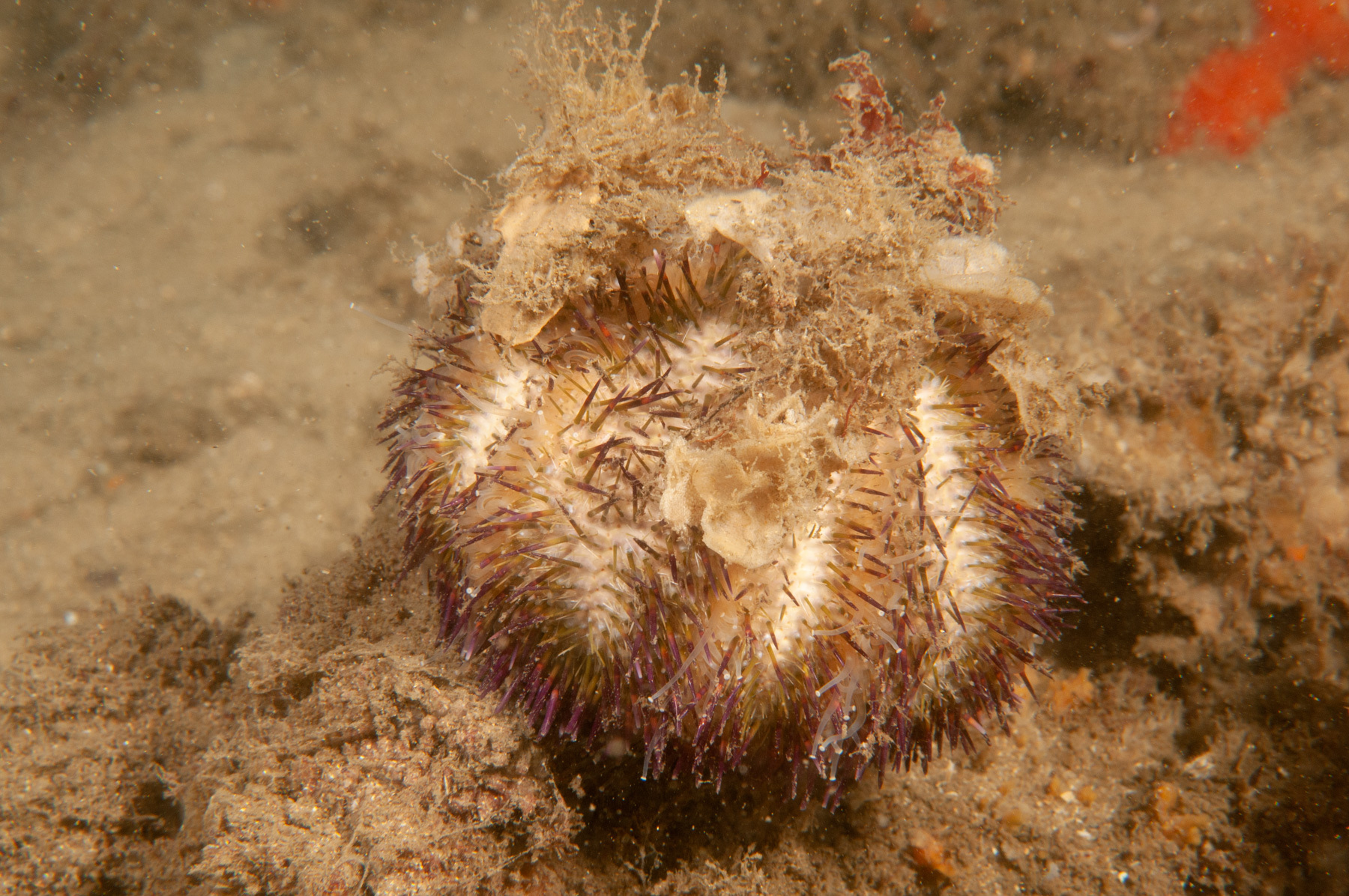 Temnopleurus alexandri