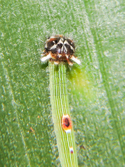 Dynastor darius stygianus