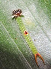 Dynastor darius stygianus