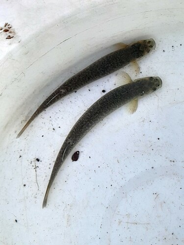Alpine galaxias (Galaxias paucispondylus) — Galaxiidae — 4