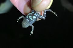 Hypopachus pictiventris