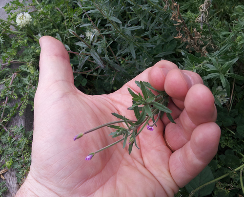 Aboriginal willowherb (Epilobium billardiereanum)