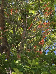 Psittacanthus sonorae