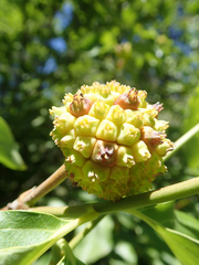 Cornus nuttallii