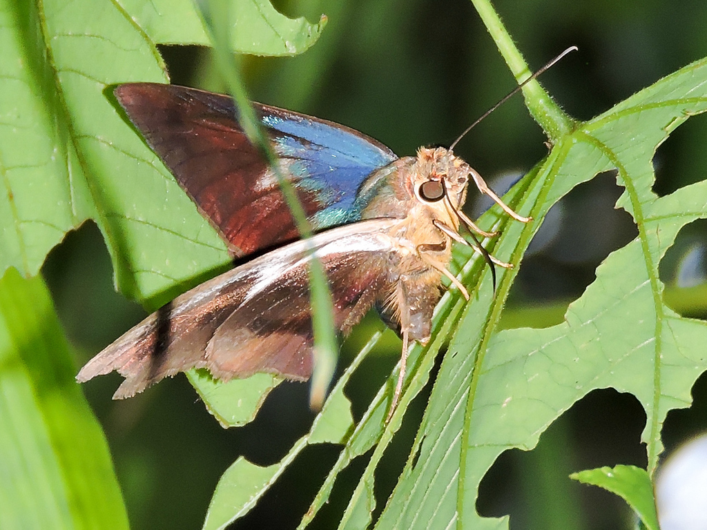 Eudamina