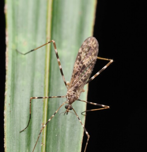 Amphineurus hudsoni Edwards, 1923