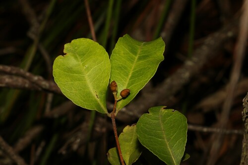 Image of Notelaea ovata by (c) Greg Tasney, some rights reserved (CC BY-SA)