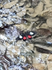 Parides anchises