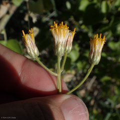 Bebbia atriplicifolia