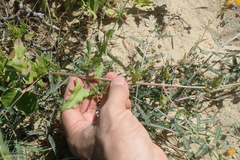 Bebbia atriplicifolia