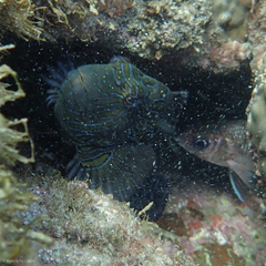 Cirrhitus rivulatus