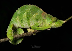 Meller's Chameleon photo 2