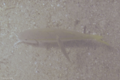 Mulloidichthys dentatus