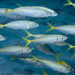 Peces con Aletas Radiadas - Photo (c) Erik Schlogl, algunos derechos reservados (CC BY-NC), subido por Erik Schlogl