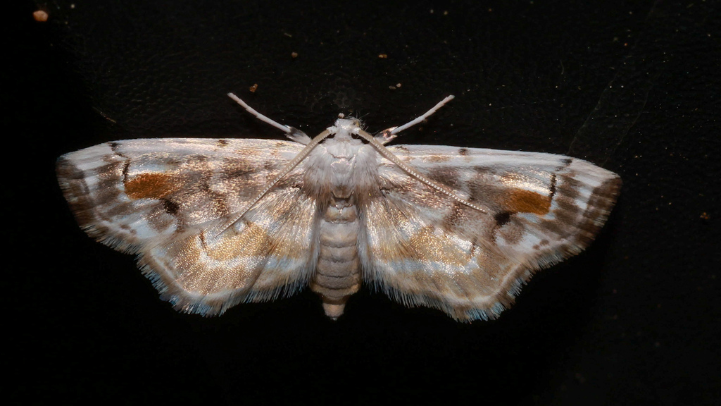 Apoblepta epicharis