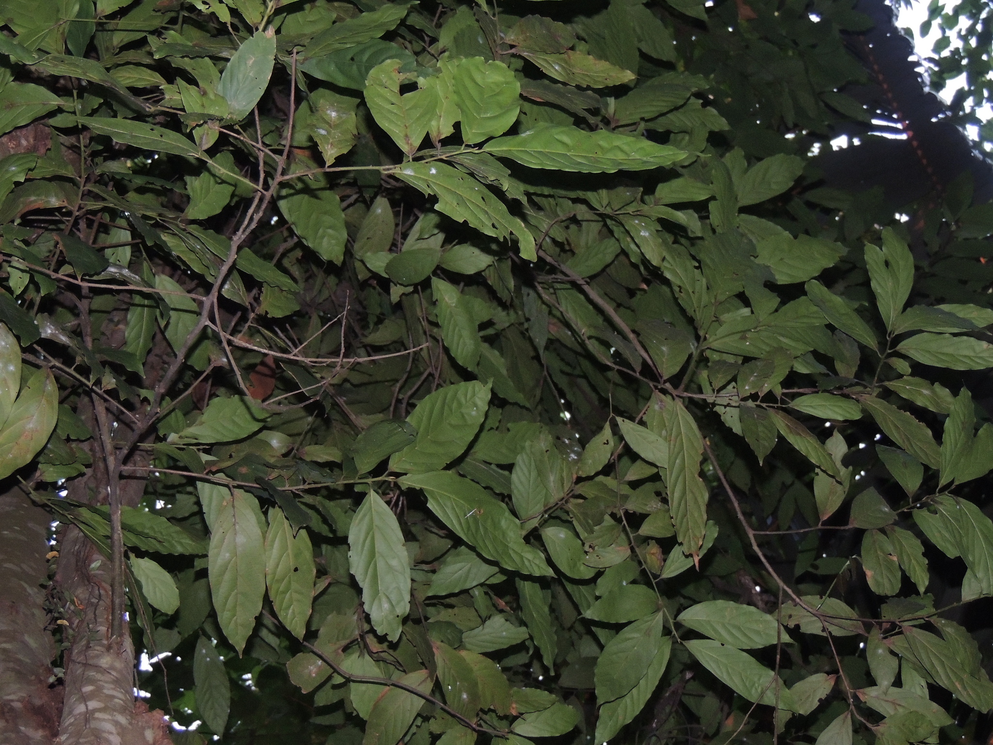 Imagem de Canela-preta