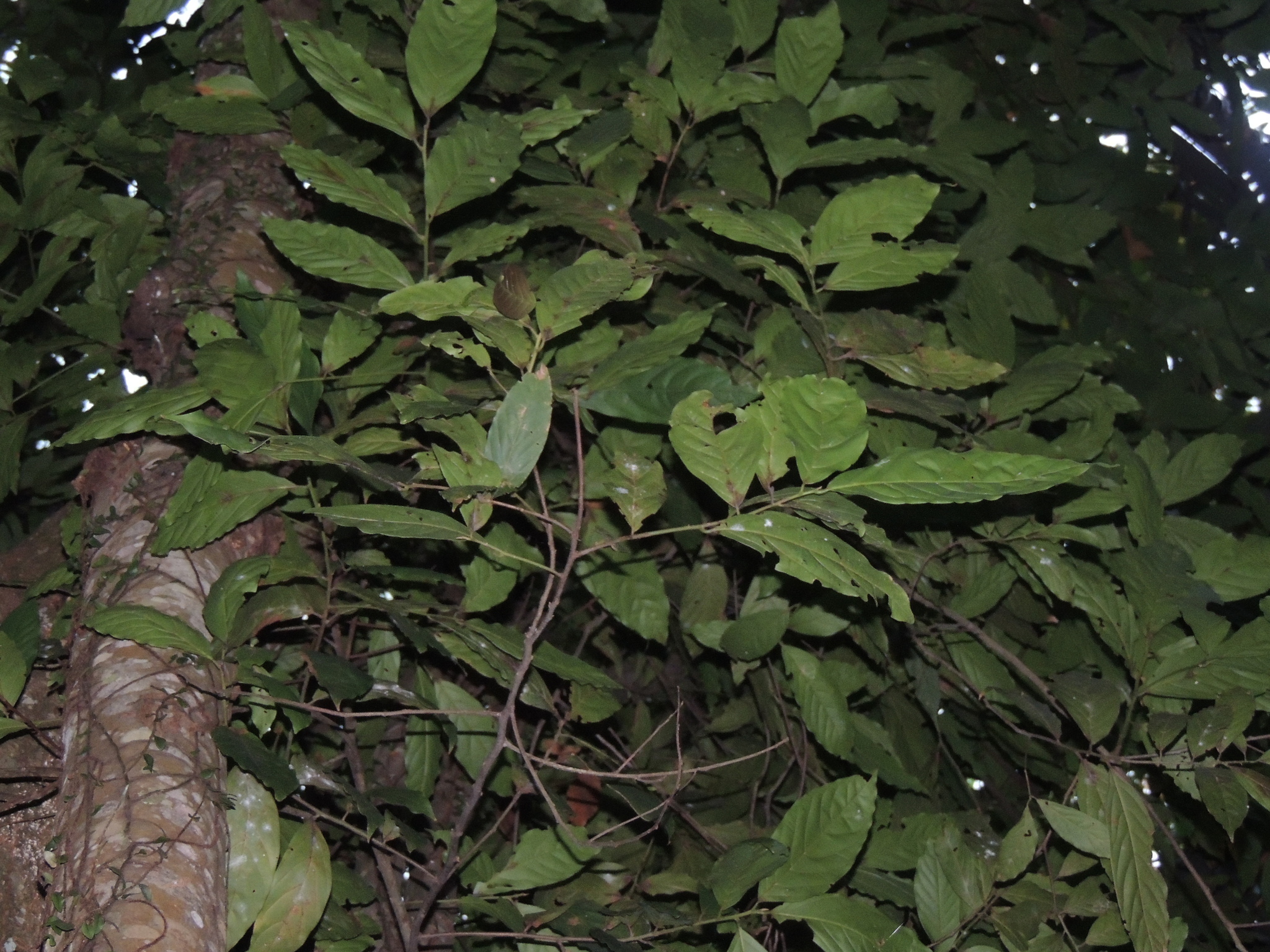 Imagem de Canela-preta