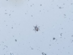 Gerromorpha