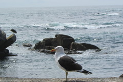 Larus dominicanus