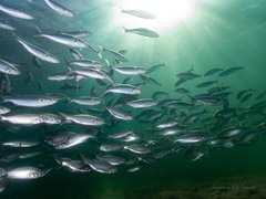Australian Salmon photo 2