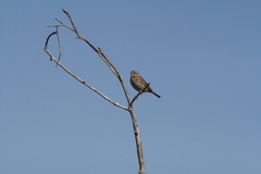 Passerculus sandwichensis beldingi