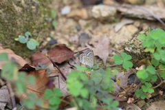 Pseudozizeeria maha okinawana