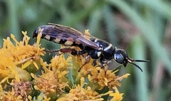 Myzinum carolinianum