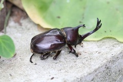 Trypoxylus dichotomus tsunobosonis