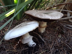 Agaricus californicus
