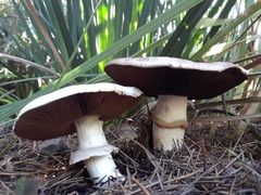 Agaricus californicus