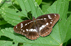 Limenitis helmanni